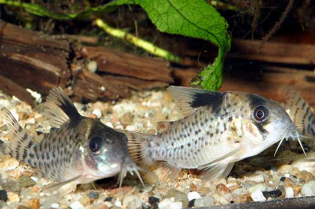 FH_COR_2490(Corydoras melanistius).jpg